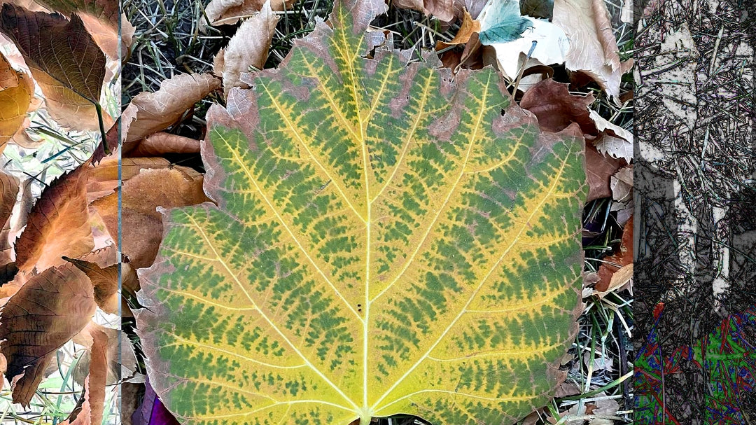 Autumn, No. 5 by Deeling C. Gregory