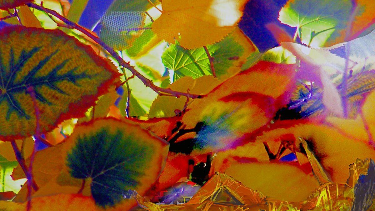 Bright Fall, No. 2 by Deeling C. Gregory