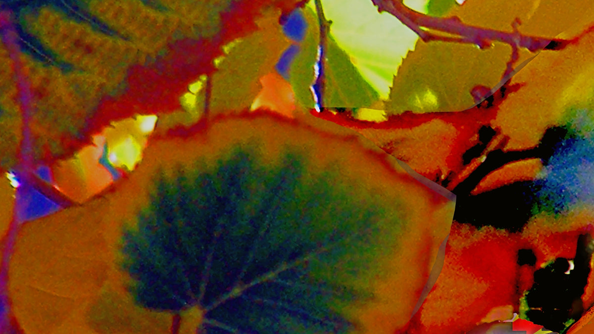 Bright Fall, No. 2 by Deeling C. Gregory