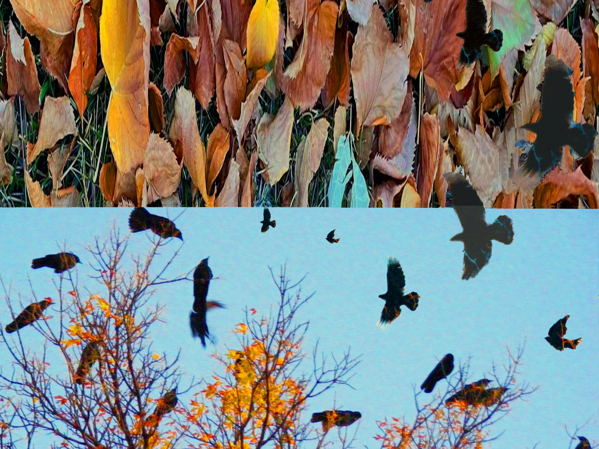 Crow Cawcuss by Deeling C. Gregory
