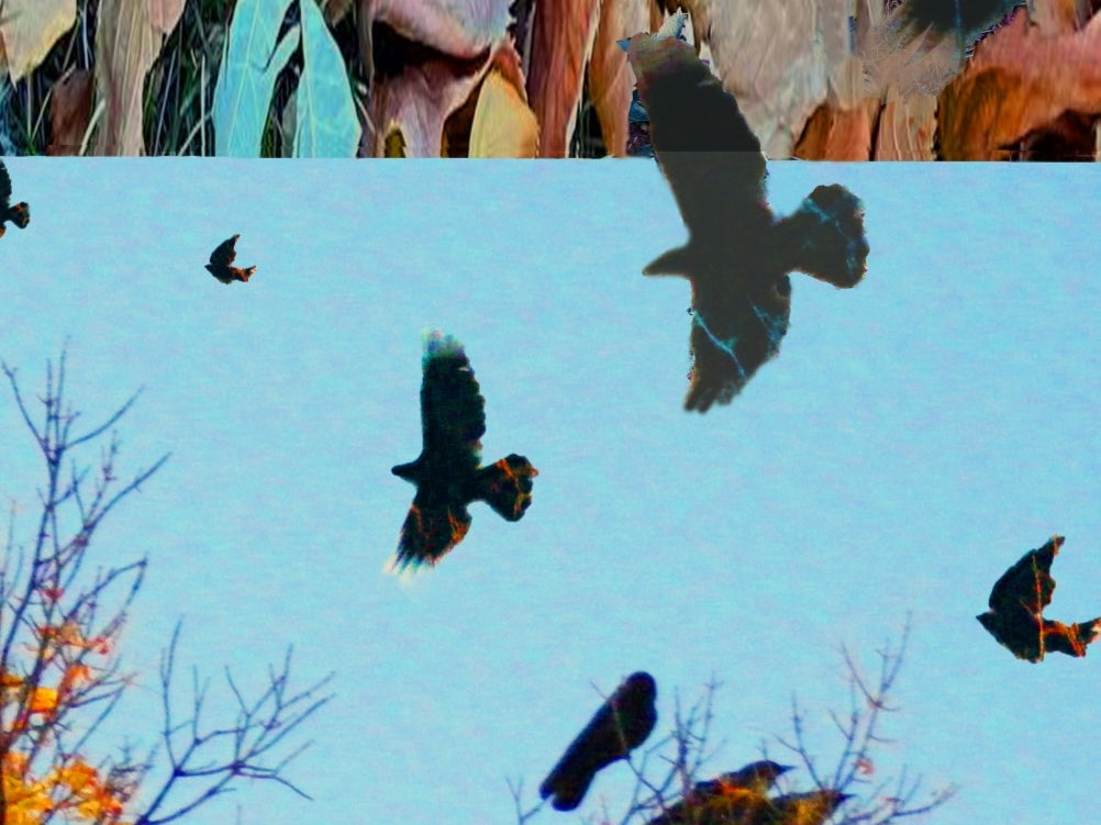 Crow Cawcuss by Deeling C. Gregory