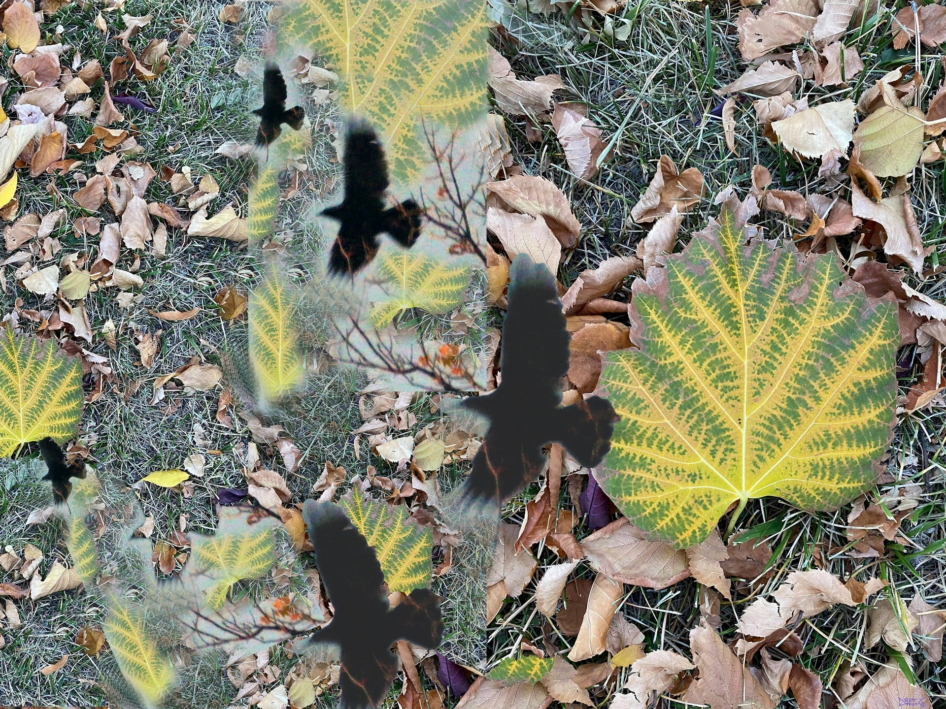 Crows No. 4 by Deeling C. Gregory