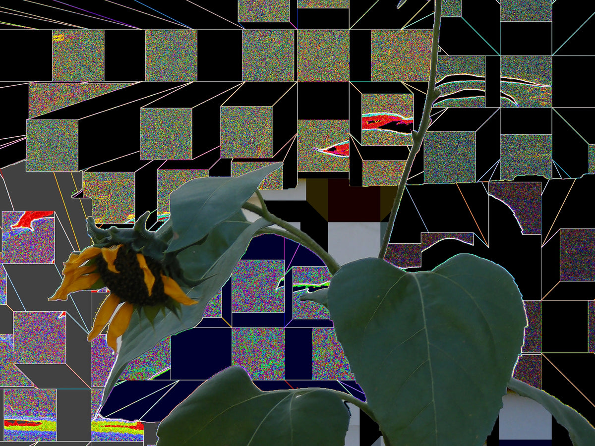 Sunflowers, No. 5 by Deeling C. Gregory