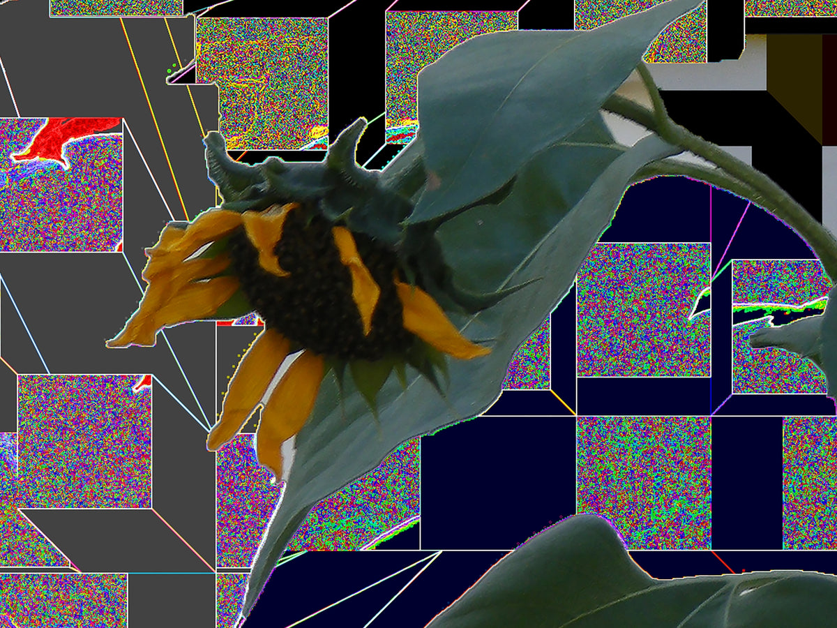 Sunflowers, No. 5 by Deeling C. Gregory