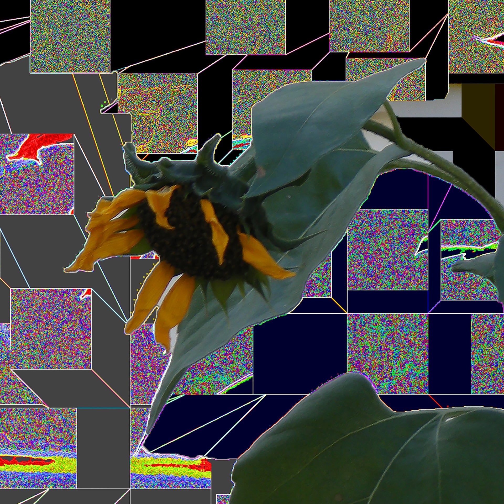 Sunflowers, No. 5 by Deeling C. Gregory