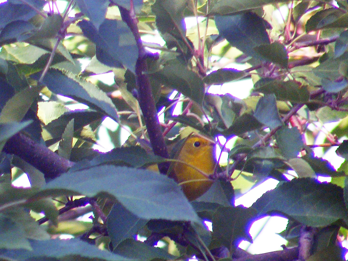 Yellow Bird, No. 2 by Deeling C. Gregory