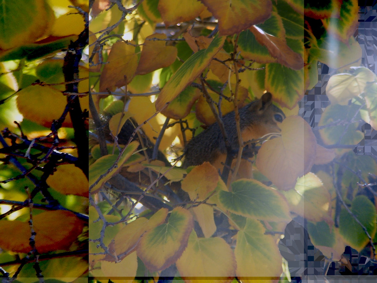 Hidden, No. 2 by Deeling C. Gregory