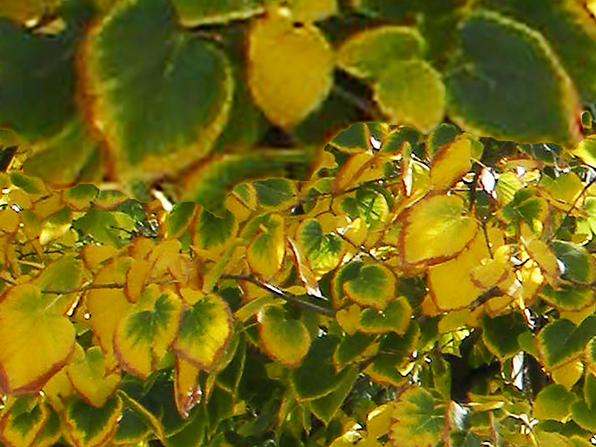 Fall Leaves, No. 2 by Deeling C. Gregory
