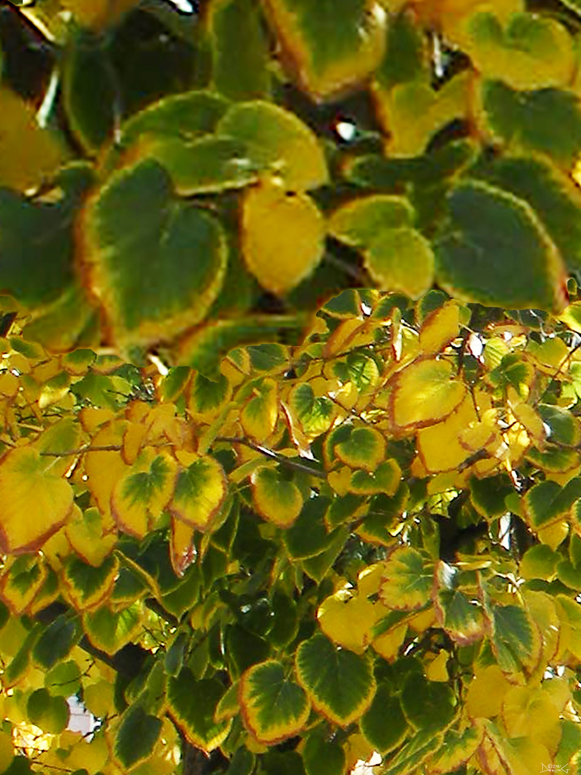 Fall Leaves, No. 2 by Deeling C. Gregory