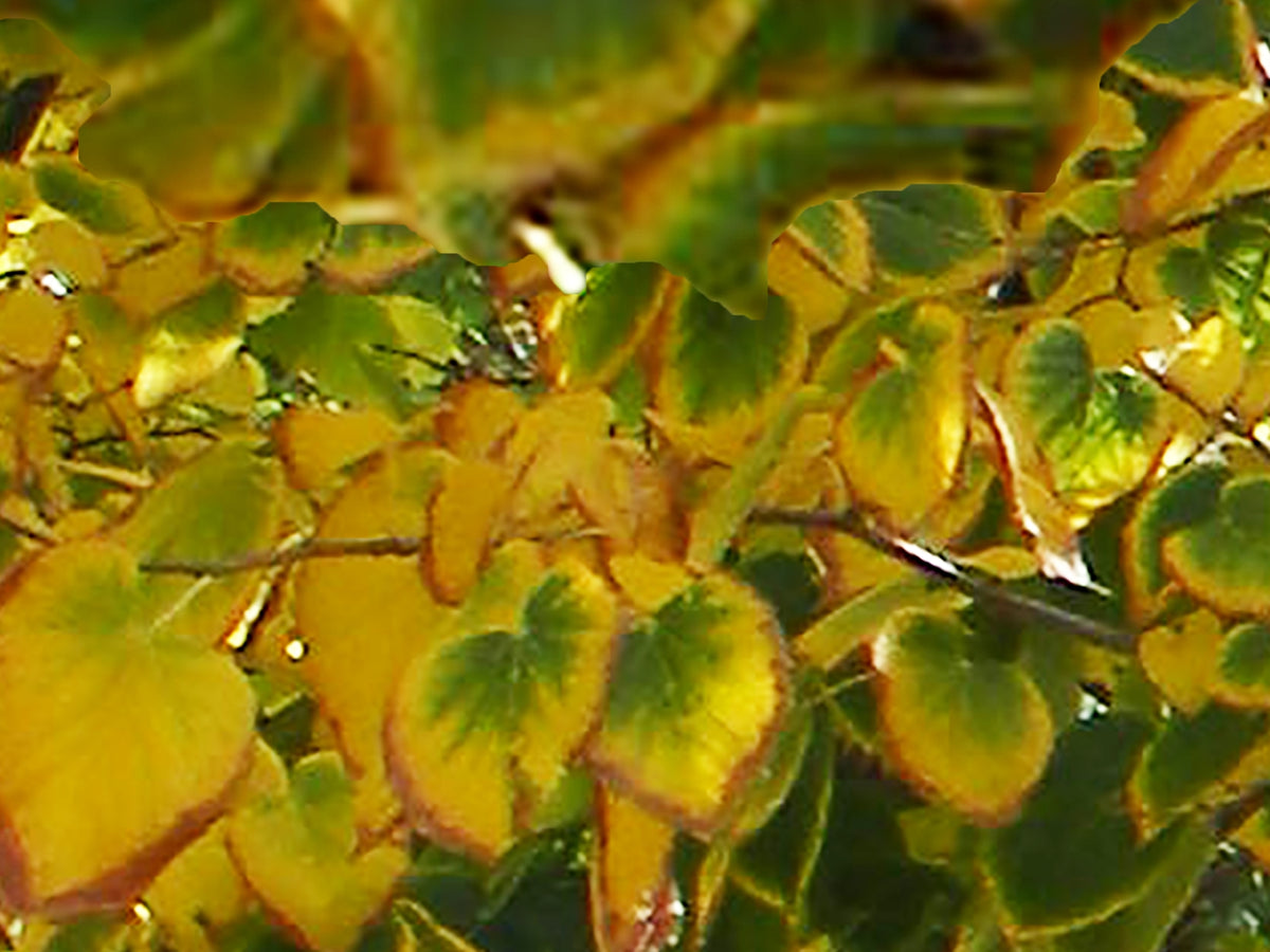 Fall Leaves, No. 2 by Deeling C. Gregory