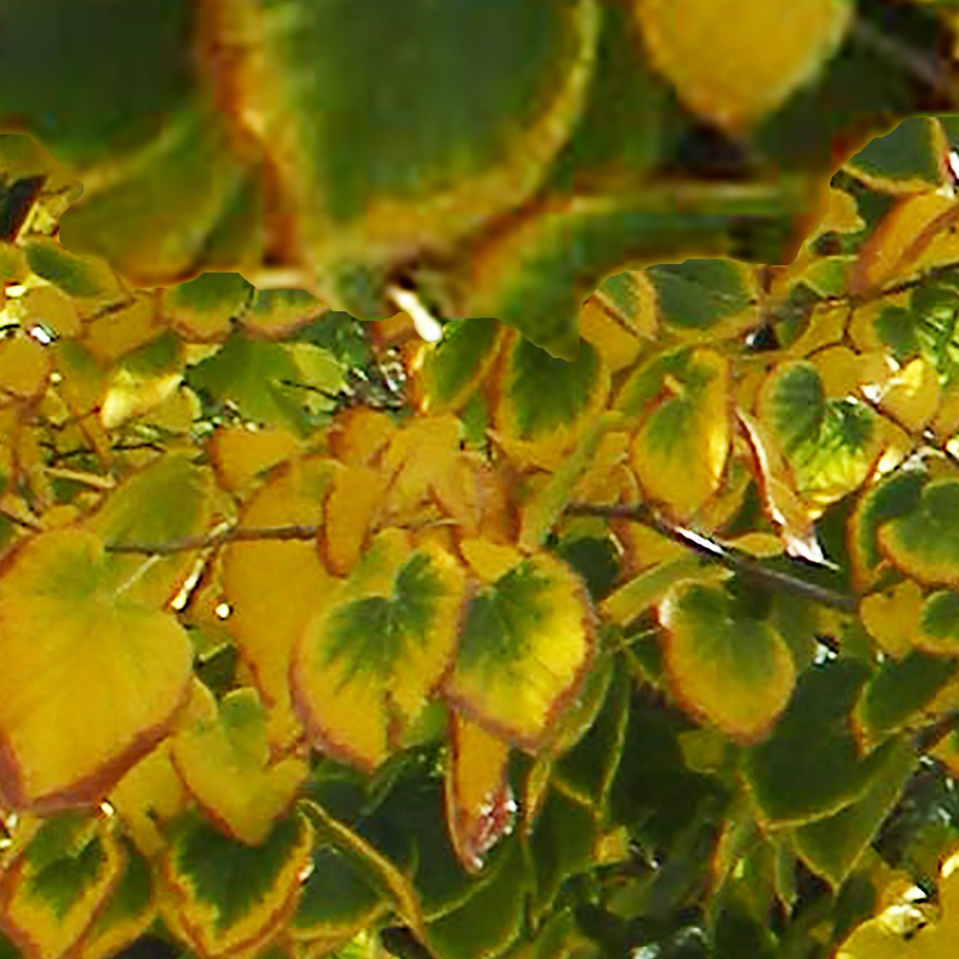 Fall Leaves, No. 2 by Deeling C. Gregory