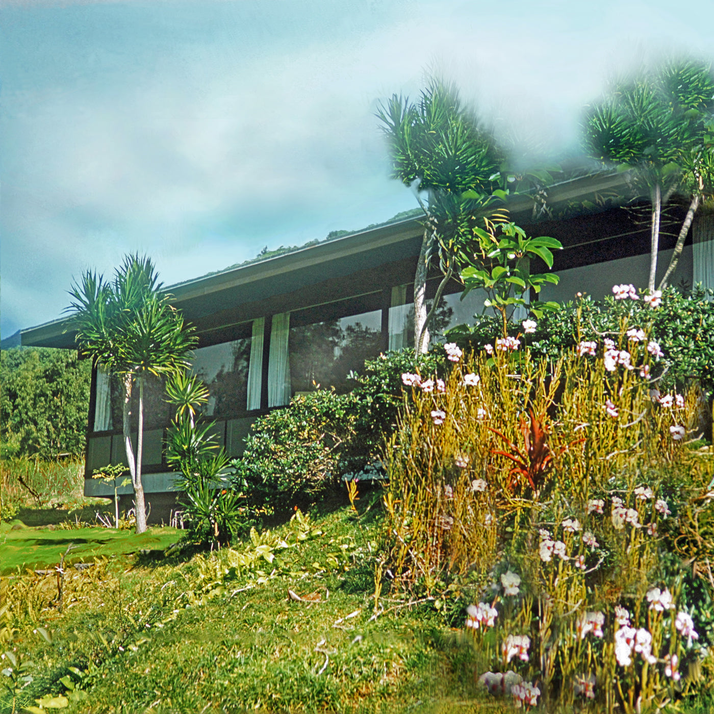 Manoa Memories 5.5 2017 My Dracaena by Deeling C. Gregory