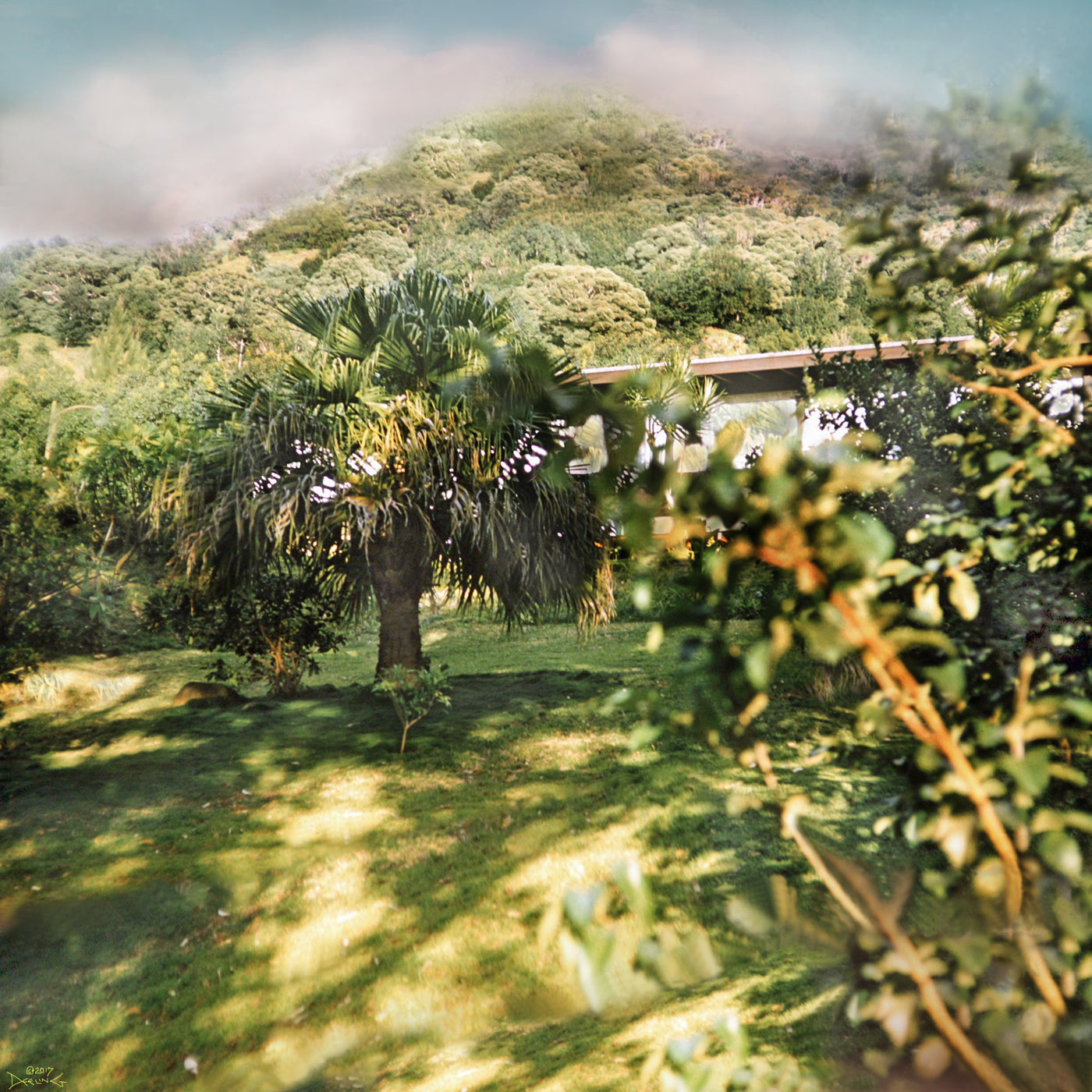 Manoa Memories 5.6 2017 Fan Palm by Deeling C. Gregory