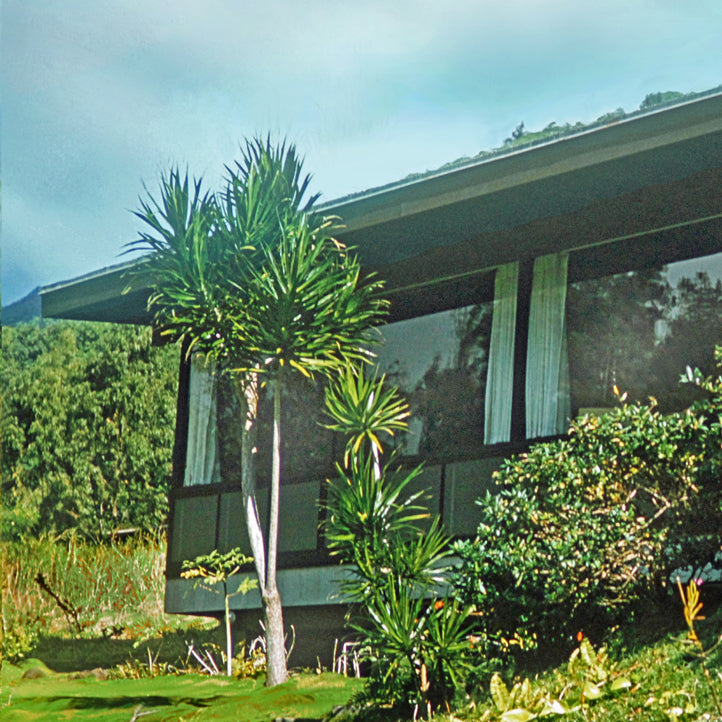 Manoa Memories 5.5 2017 My Dracaena by Deeling C. Gregory