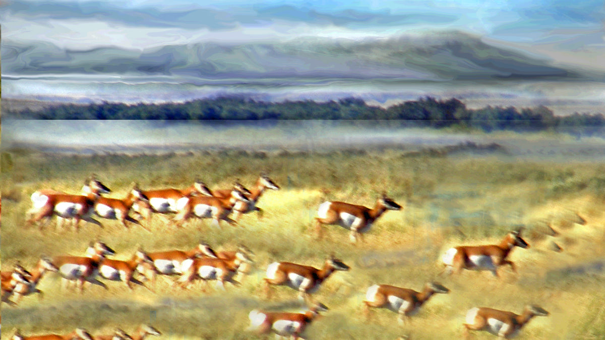 Prongs on Plains 2016 by Deeling C. Gregory