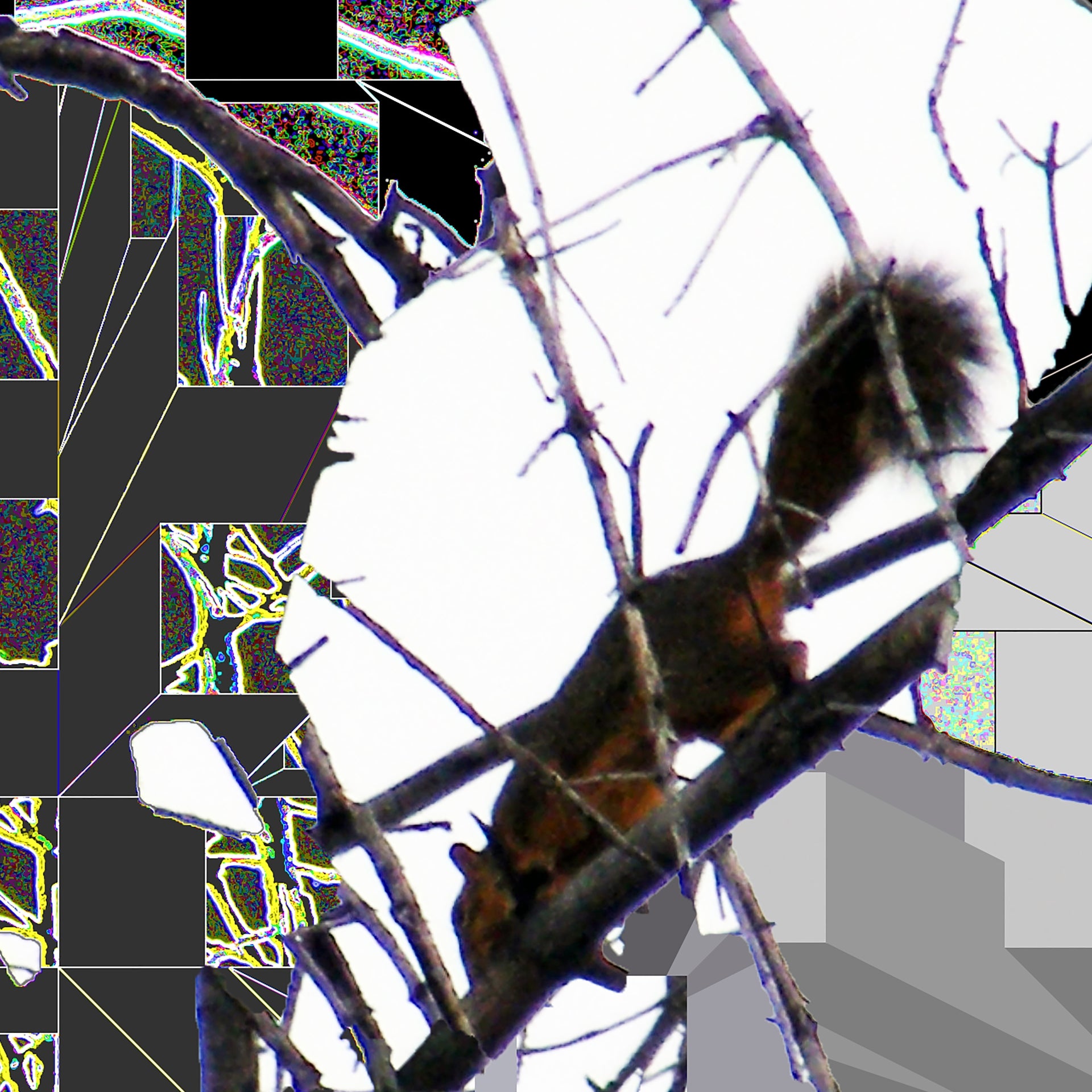 Squirrel, No. 6 by Deeling C. Gregory