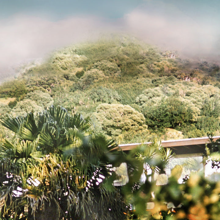 Manoa Memories 5.6 2017 Fan Palm by Deeling C. Gregory