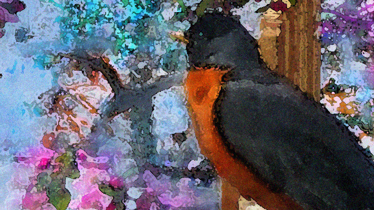 Rockin' Robin Rocks On 2018 by Deeling C. Gregory