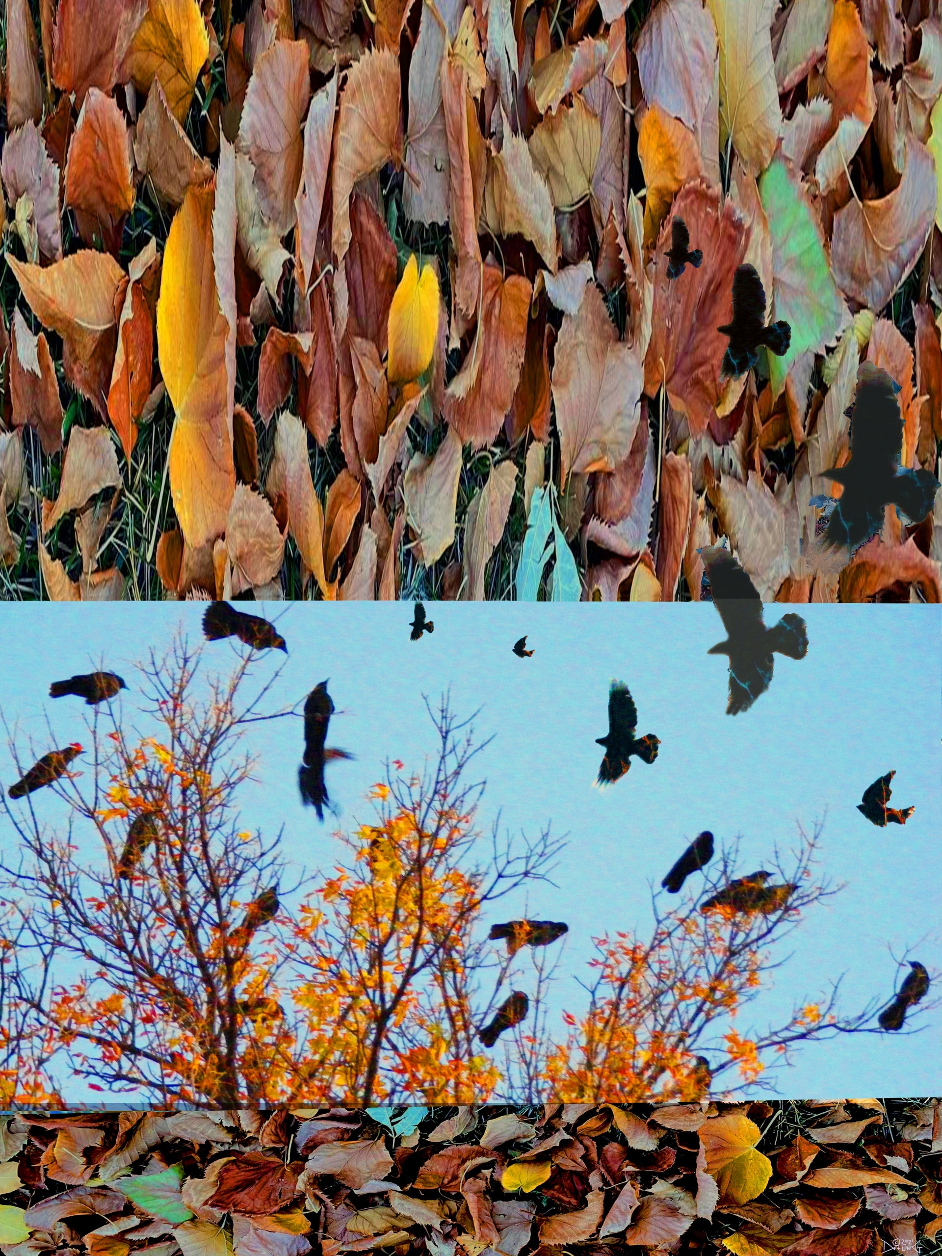 Crow Cawcuss by Deeling C. Gregory