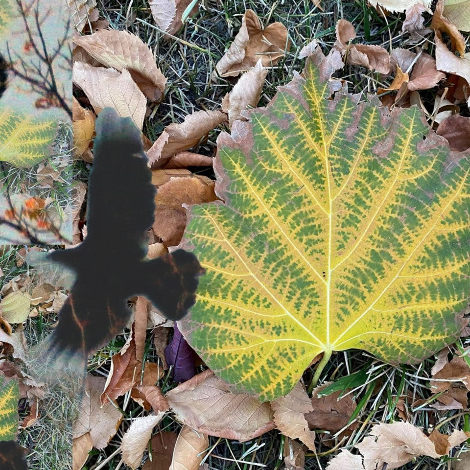 Crows No. 4 by Deeling C. Gregory