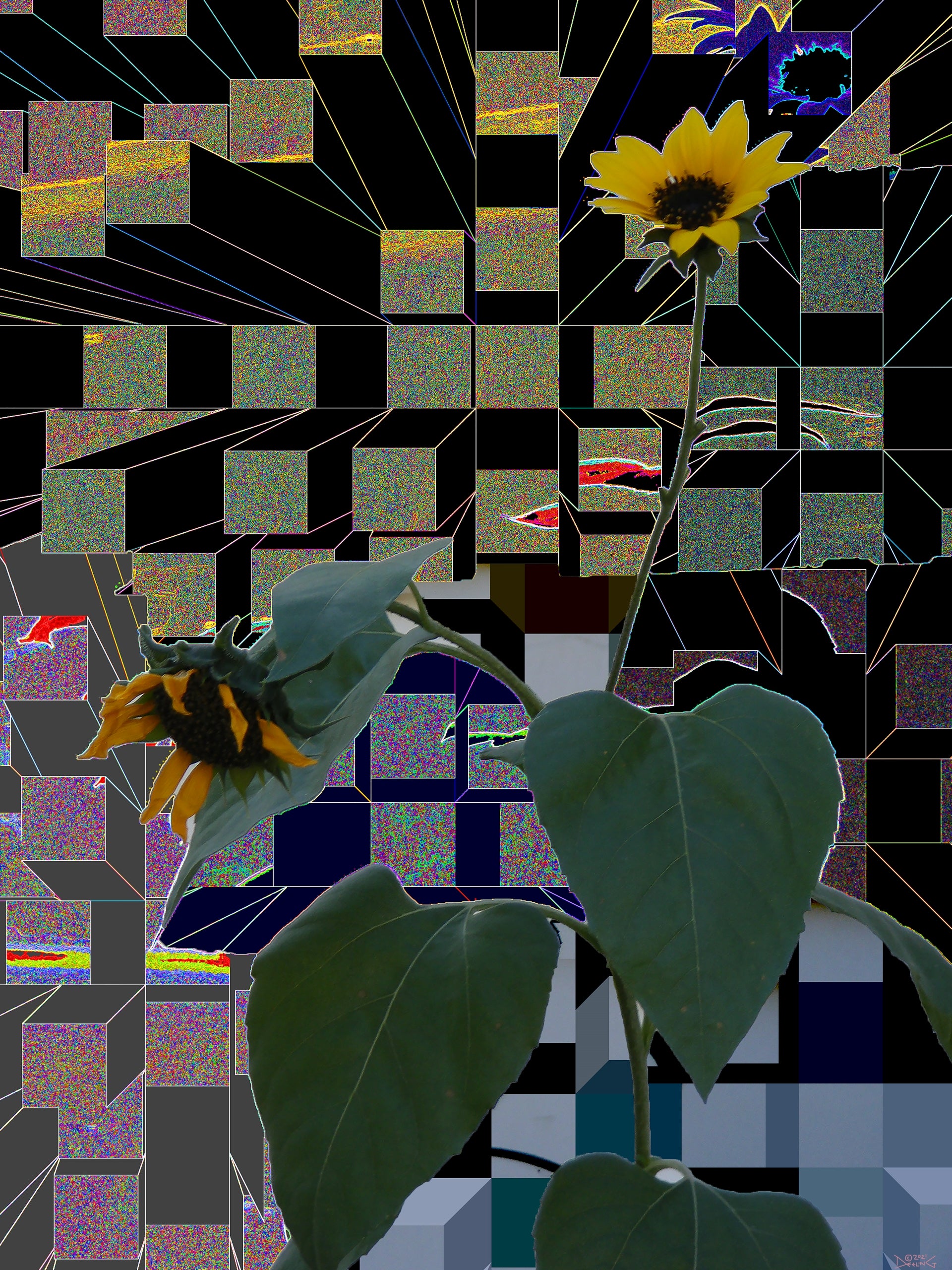 Sunflowers, No. 5 by Deeling C. Gregory