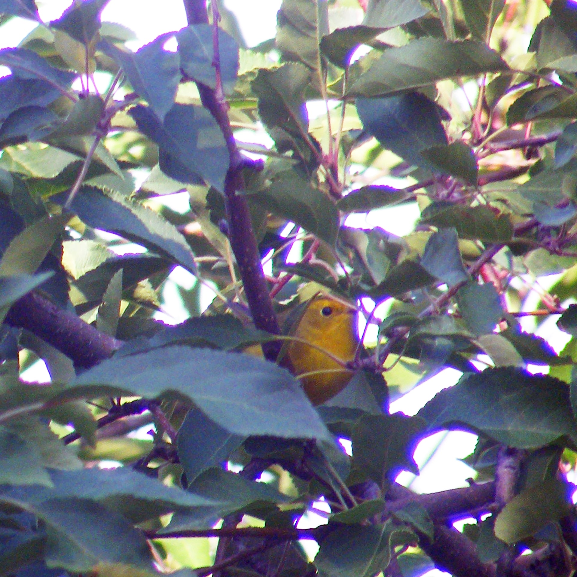 Yellow Bird, No. 2 by Deeling C. Gregory