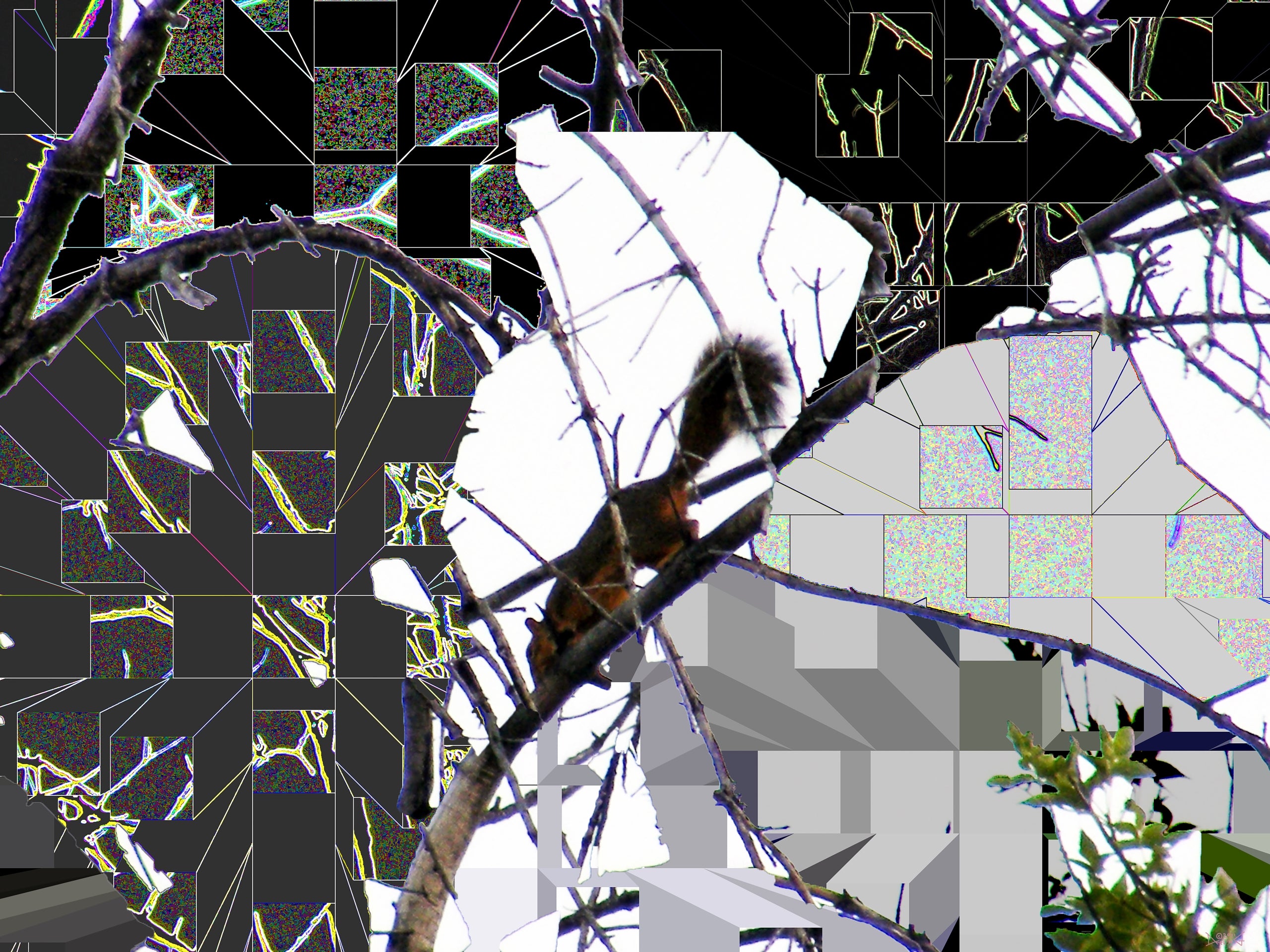 Squirrel, No. 6 by Deeling C. Gregory