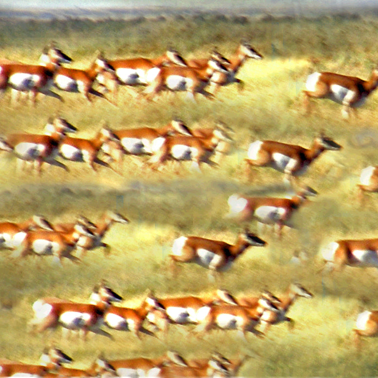 Prongs on Plains 2016 by Deeling C. Gregory